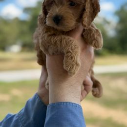 Girl 1 - Red female Cockapoo puppy in Chatom, Alabama from Troy  & Robin Bailey