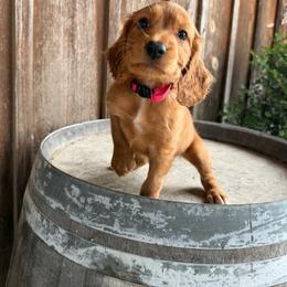 Pink Collar - Red female English Cocker Spaniel puppy in Ohatchee, Alabama from Otter Creek Kennels