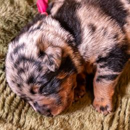 Carousel (Dark Pink) - Harlequin female Beauceron puppy in Medina, Ohio from Beaucerons Des Vents