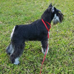 Miniature Schnauzer Puppies from Starbound Miniture Schnauzer's