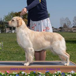 Mona - Golden Retriever