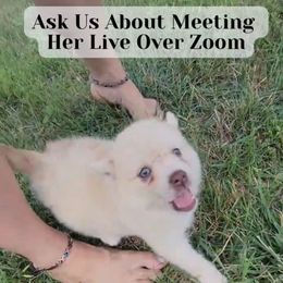 Tulip - Merle female Pomsky puppy in Weir, Texas from Bluebonnet Pomskies