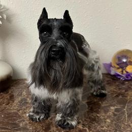 Wallie - Parti male Miniature Schnauzer puppy in San Antonio, Texas from Texas Blessed Schnauzers