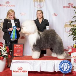 Old English Sheepdogs from Kodiak Old English Sheepdogs