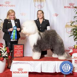 Old English Sheepdogs from Kodiak Old English Sheepdogs