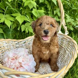 Bernedoodle and Whoodle Puppies from Genesis Family Farm