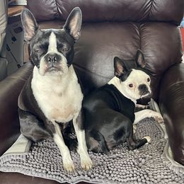 Boston Terrier Puppies from RuckerRun Boston Terriers