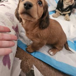 Dachshund Puppies from Grand mesa mini dachshund