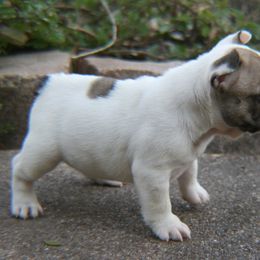 French Bulldog Puppies from Texas Top Notch Frechies