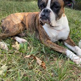 Boxer Puppies from Sand Creek Boxer Kennel
