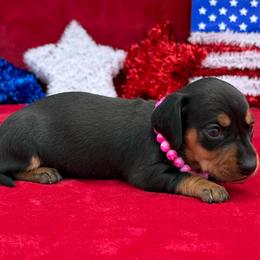Layla - Black and tan female Dachshund puppy in Lincoln, Arkansas from Red Dirt Dachshunds