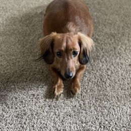 Dixie - Dachshund