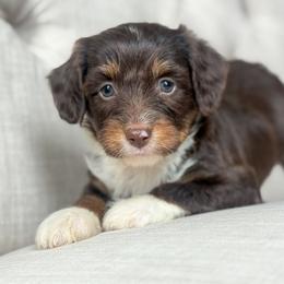 Indigo💙 - Red tri-color female Aussiedoodle puppy in Granbury, Texas from Triple Cross Doodles