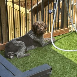 Wirehaired Pointing Griffon Puppies from Saint Barbara's Wirehaired Pointing Griffons