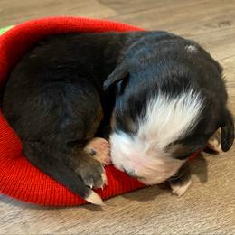 Anika - Tri-color female Bernese Mountain Dog puppy in Rural Retreat, Virginia from Bernese Bunker