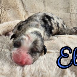 Elf - Blue merle male Australian Shepherd puppy in Albion, Michigan from Northern Lights Aussies (NL Aussies)