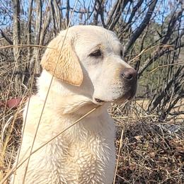 Ella - Labrador Retriever