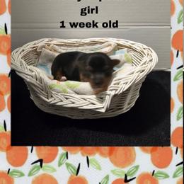 Shelby's peach girl - Black and tan female Yorkshire Terrier puppy in Inverness, Florida from Luvayorkie&more