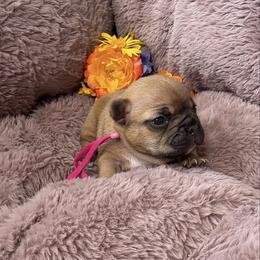 Girl 3 - Fawn female French Bulldog puppy in Galt, California from The three little frenchies