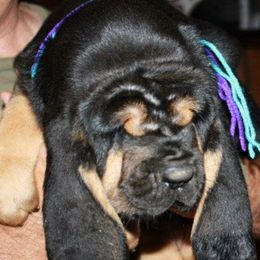Bloodhound and Mastiff Puppies from Teoc Bloodhounds and Mastiffs