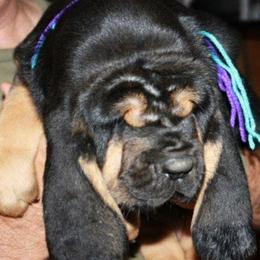 Bloodhound and Mastiff Puppies from Teoc Bloodhounds and Mastiffs