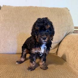 Jet - Black white and tan male Cockapoo puppy in Albany, Kentucky from Windy Pines Farm
