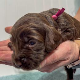 Girl 1 - Chocolate female Australian Labradoodle puppy in Avon, Indiana from Forever Friends Labradoodles