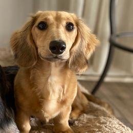 Keevah - Dachshund