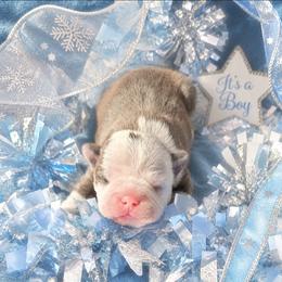 Blue Dot Boy - Blue male Boston Terrier puppy in San Antonio, Texas from JT Bostons