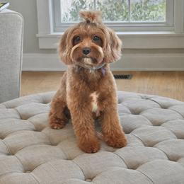 Piper - Cavapoo