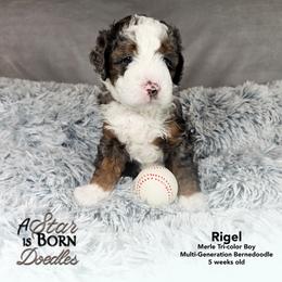 Rigel - Blue Collar - Blue merle male Bernedoodle puppy in Jackson, Michigan from A Star is Born Doodles