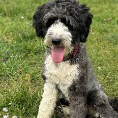 Willa - Bordoodle