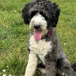 Willa - Bordoodle