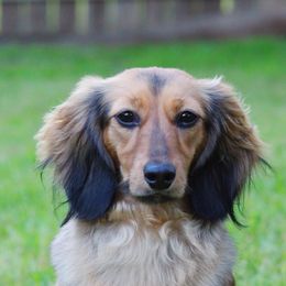Delta - Dachshund