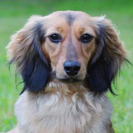 Delta - Dachshund