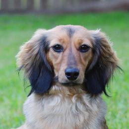 Delta - Dachshund
