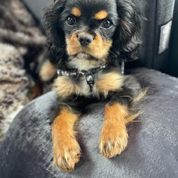 Cavalier King Charles Spaniel Puppies from Malikim Cavaliers