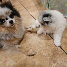 Pomeranian Puppies from Rebecca Mendoza