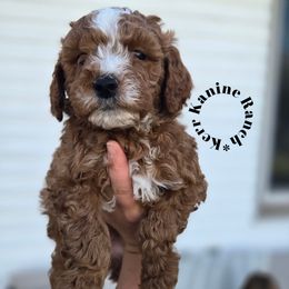 Dolly - pink collar - Red  female Goldendoodle puppy in Ashton, Idaho from Kerr Kanine Ranch