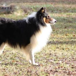 Channing - Collie