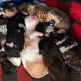 Dachshund Puppies from Precious Doxies