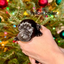 Boy 3 - Black male Labrador Retriever puppy in Brooksville, Florida from Lonestar Labradors C&E