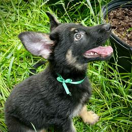 Aaron (boy green) - Black and tan male German Shepherd puppy in San Antonio, Texas from CISCOK9