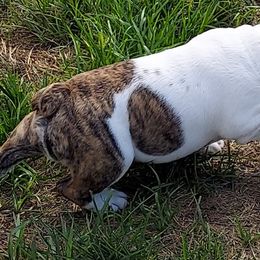 Boy 2 - Bulldog puppy in Cunningham, Tennessee from Lyrics Bulldogs Kennel