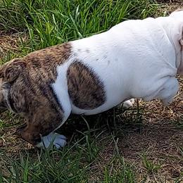 Boy 2 - Bulldog puppy in Cunningham, Tennessee from Lyrics Bulldogs Kennel