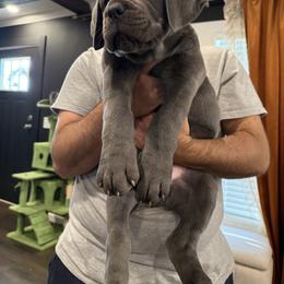 Cane Corso Puppies from Classic Jayx