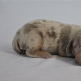 Vienna - Dapple female Dachshund puppy in Fultonville, New York from Sandy Aussies & Pomeranians