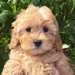 Freddy - Red male Cavapoo puppy in Tucson, Arizona from Adored Poodle & Doodles