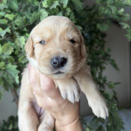 Yellow - Light golden female Golden Retriever puppy in Mims, Florida from Goldens