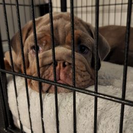 Bulldog Puppies from Velvet-Line-Bulldogs
